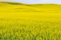 Photo of the Canola Fields in the Palouse