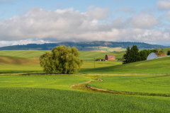 Photo of a Farm in the Palouse early morning