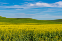 Photo of Canola and Winter Wheat fields in the Palouse