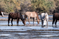 Photo of the Wild Horses at the Salt River
