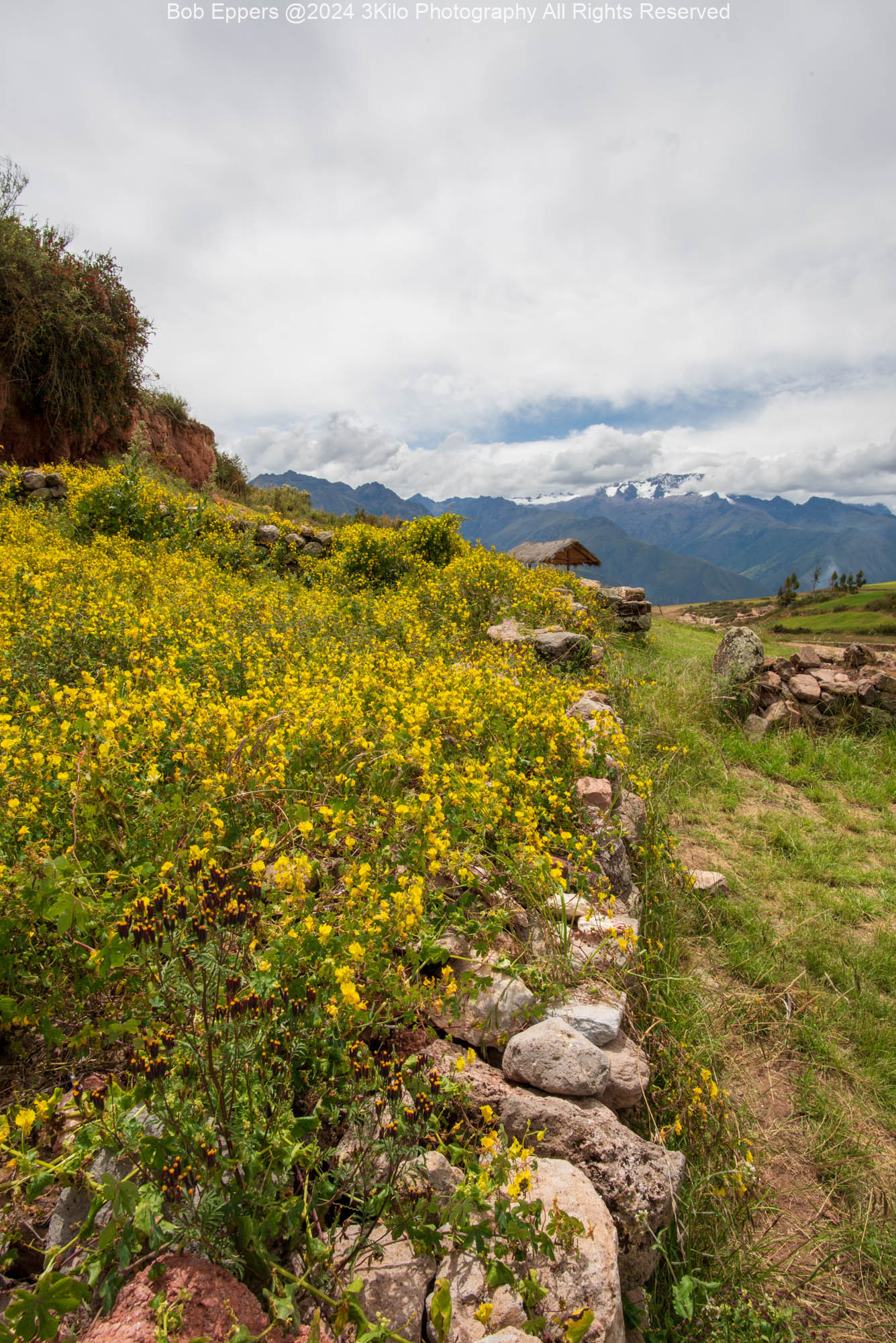 Photo of Wildflowers in the Sacred Valley in Peru
