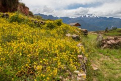 Photo of Wildflowers in the Sacred Valley in Peru