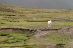 Photo of White Horse in the Rainbow Valley in Peru