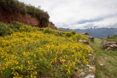 Photo of Wildflowers in the Sacred Valley in Peru
