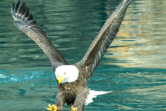 Alaska Eagle dropping in for lunch