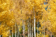 Photo of Colorado Aspens