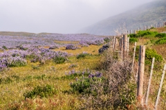 Photo taken along the California Lost Coast