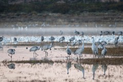 Photo of Sand Hill Cranes at the Bosque del Apache .