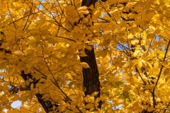 Photo of Cottonwood Gold in Prescott, AZ