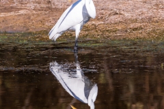 Photo of a Great White Egret at the Salt River