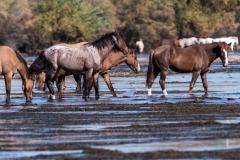 Photo of Wild Horses feeding in the Salt River