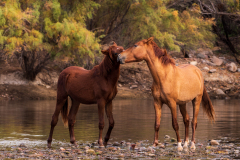Photo of Wild Horses Living the Dream at the Salt River
