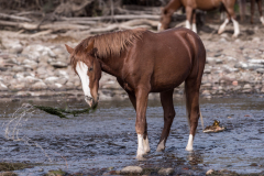 Photo of a Wild Horse eating eel grass at the Salt River