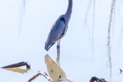 Blue Heron at the Bosque del Apache