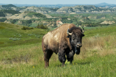 Bull Buffalo at Theodore Roosevelt NP North