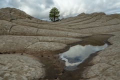 White Pocket. The Tree in the Rocks