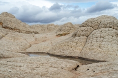 White Pocket The Brain