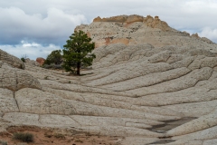 White Pocket Tree 2