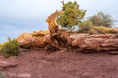 Marlboro Point Ancient Survivor