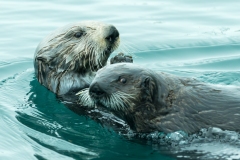 Mother Sea Otter and her Pup !  Homer, AK harbor