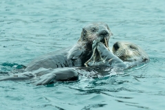 Mother Sea Otter and her Pup having lunch !  Homer, AK