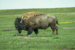Buffalo at Theodore Roosevelt NP