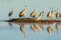 Sandhill Cranes and Reflections