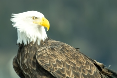 Eagle portrait !
