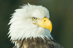 Eagle portrait.  Homer, AK