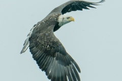 Master of the sky !  Homer, AK