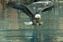 Eagle going for fast food !  Homer, AK