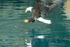 Eagle at lunch time !  Homer, AK