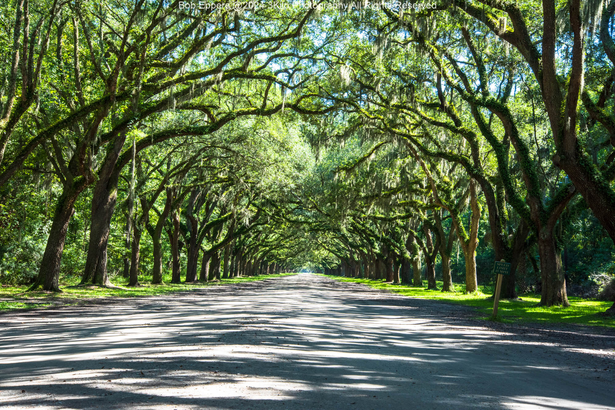 Photo of The Avenue of Oaks in Savannah, GA