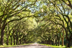 Photo of the Avenue of the Oaks at Wormsloe Plantation