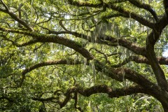 Photo of Oaks with Spanish Moss in Savannah GA