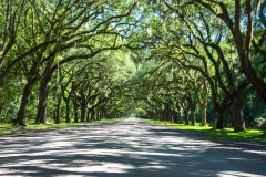 Photo of The Avenue of Oaks in Savannah, GA