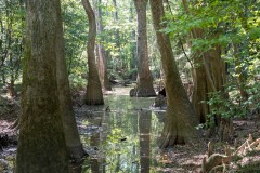 Photo taken at Congaree NP in South Carolina