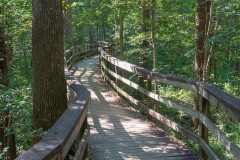 Photo of one on the wooden walkways in Congaree NP